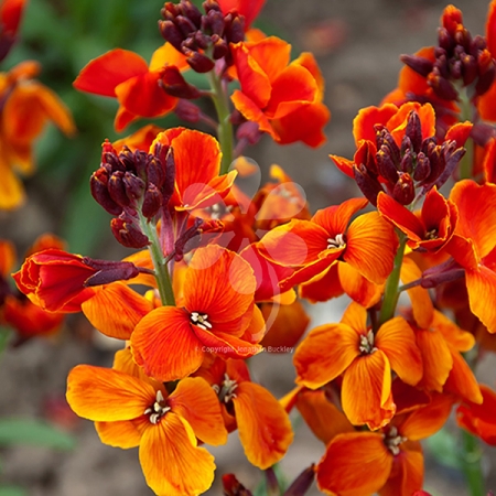 WALLFLOWER ORANGE SUNSET F1