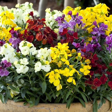 WALLFLOWER SUGAR RUSH MIXED F1