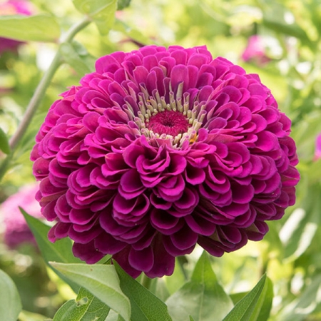 ZINNIA FLORIST PURPLE F1