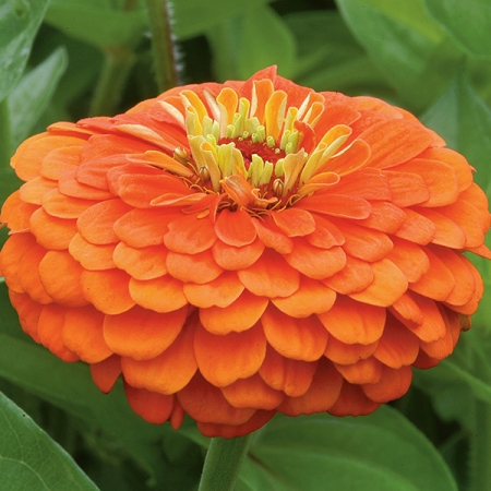 ZINNIA FLORIST ORANGE F1