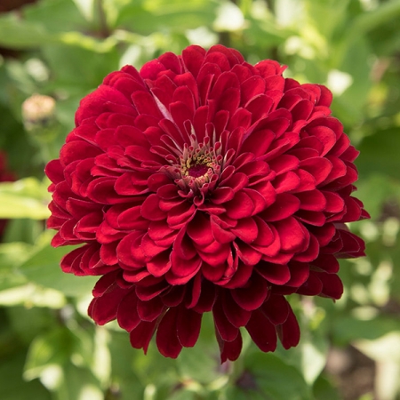 ZINNIA FLORIST DEEP RED F1 SEEDS | New & Featured Flowers