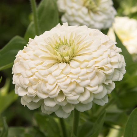 ZINNIA FLORIST WHITE F1