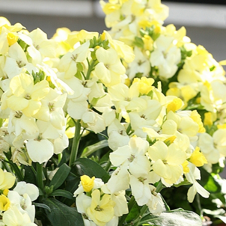 WALLFLOWER COUNTY CREAM
