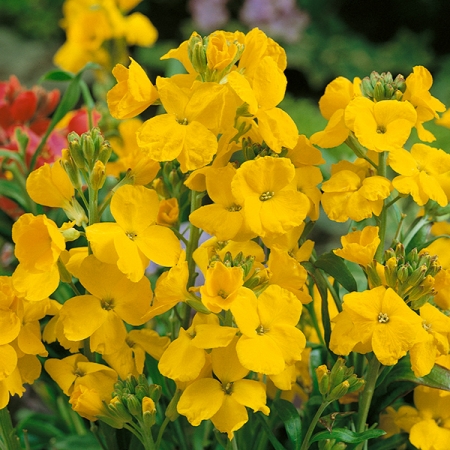 WALLFLOWER CLOTH OF GOLD
