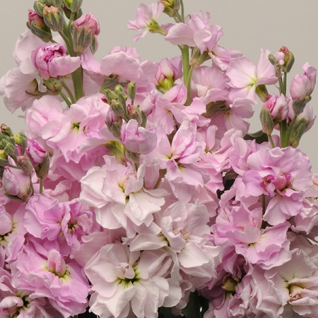 STOCKS CHERRY BLOSSOM PUNCH