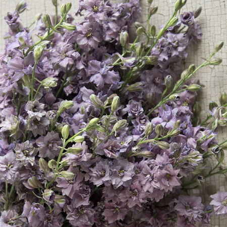 LARKSPUR MISTY LAVENDER