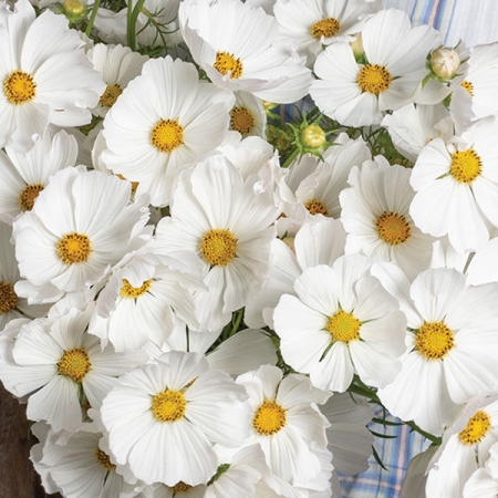 COSMOS AFTERNOON WHITE