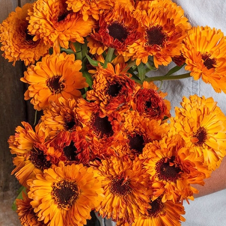 CALENDULA ORANGE BUTTON
