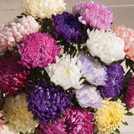 ASTER TOWER MIXTURE