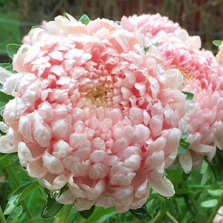 ASTER TOWER CHAMOIS