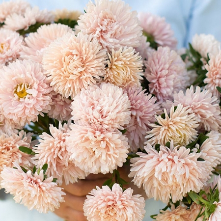 ASTER APRICOT DREAM