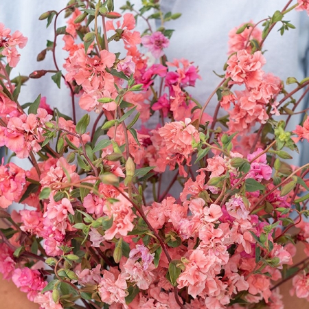 CLARKIA ELEGANT WILD SALMON