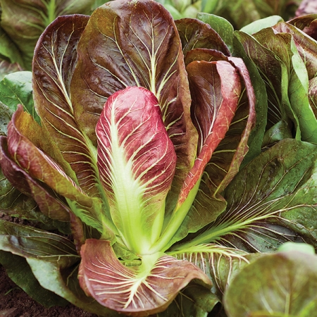 RADICCHIO FIERO