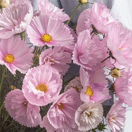 COSMOS CUPCAKES BLUSH