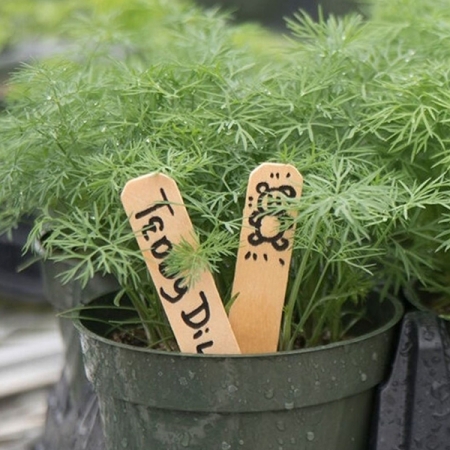 DILL TEDDY