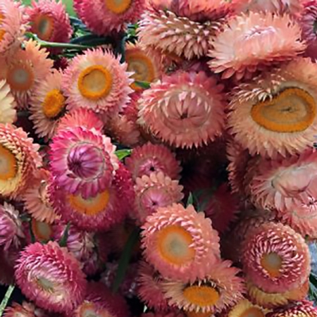 HELICHRYSUM APRICOT PEACH MIXED