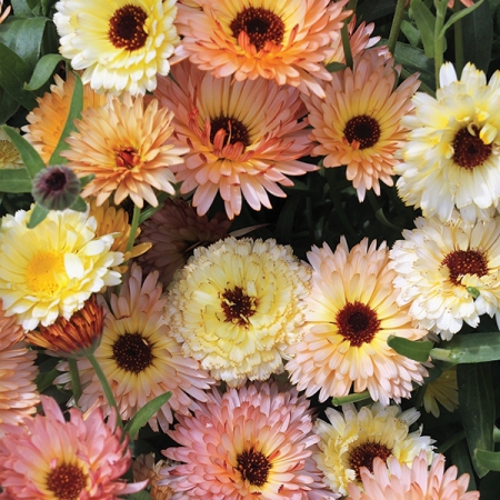 CALENDULA CANTALOUPE