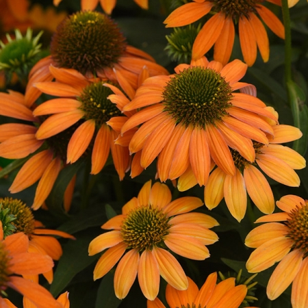 ECHINACEA ARTISAN SOFT ORANGE F1