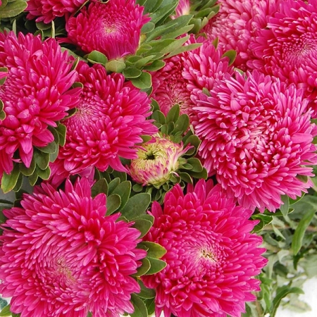 ASTER RUNAWAY BRIDE