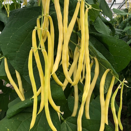 CLIMBING BEAN SUNSHINE