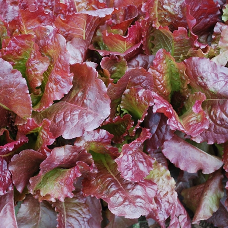 LETTUCE OUTREDGEOUS
