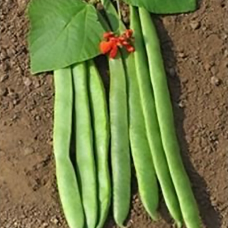 RUNNER BEAN ACHIEVEMENT