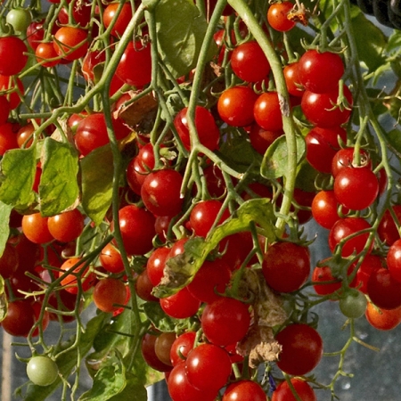 TOMATO HUNDREDS & THOUSANDS