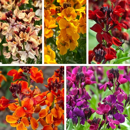 WALLFLOWER SUNSET F1 MIXED