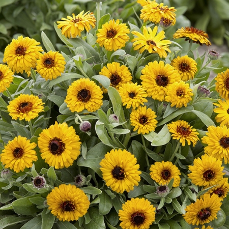 CALENDULA BULLS EYE