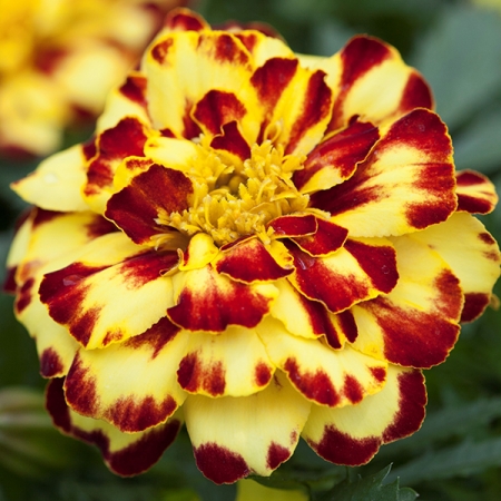 MARIGOLD CREME BRULEE