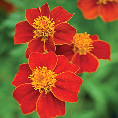 MARIGOLD RED GEM