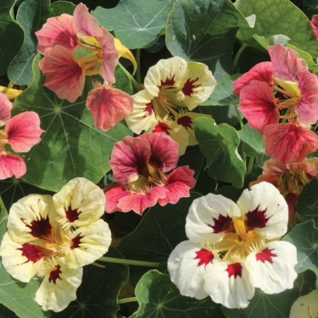 NASTURTIUM LITTLE LADYBUGS