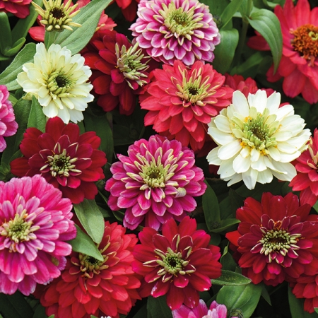 ZINNIA ZAHARA DOUBLE BERRIES MIXED