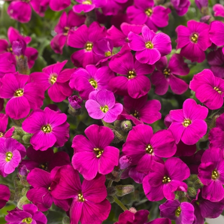 AUBRETIA AUDREY RED F1