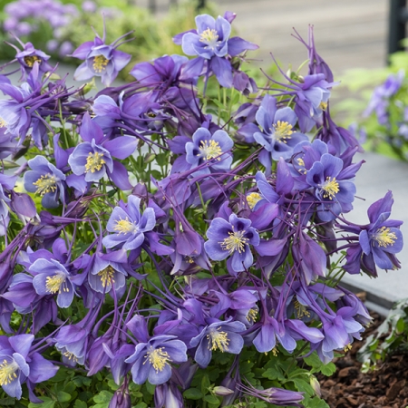 AQUILEGIA EARLY BIRD PURPLE BLUE F1