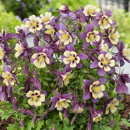 Aquilegia Early Bird Purple Yellow F1 Seeds New Featured Flowers