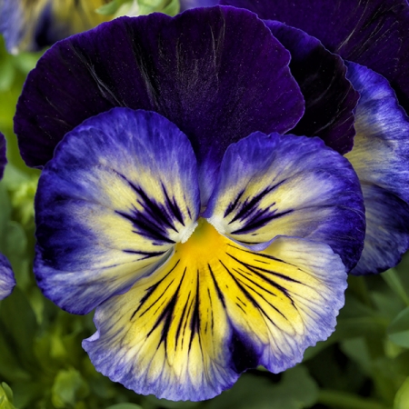 PANSY BLUE MORPHO F1