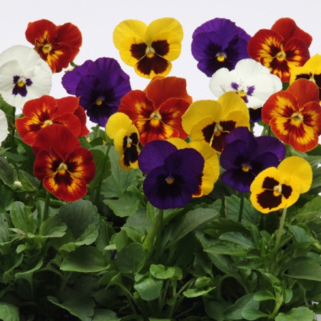 PANSY PANOLA F1 MIXED SEEDS | New & Featured Flowers