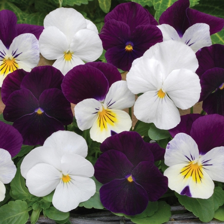 VIOLA BLACKBERRY SUNDAE MIXED F1