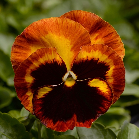 PANSY MATRIX SOLAR FLARE F1
