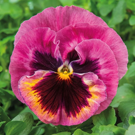 pink pansy flower