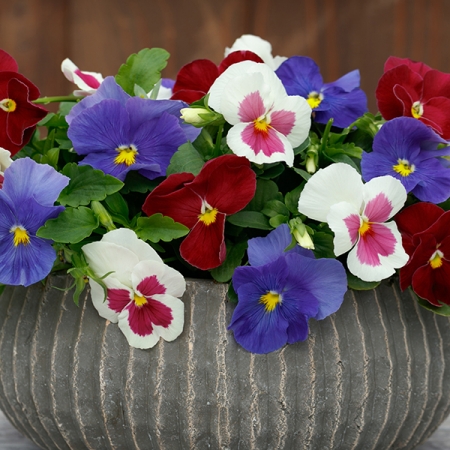 PANSY SPRING GRANDIO F1 COLLECTION
