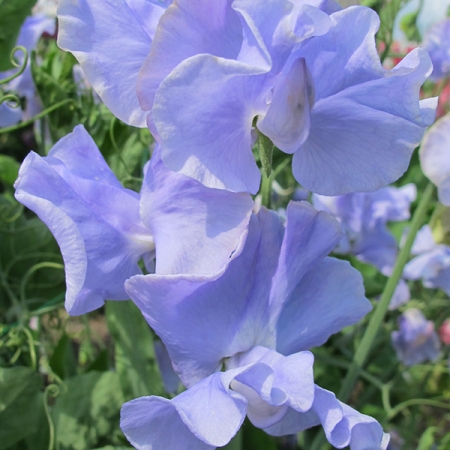 SWEET PEA CHRIS HARROD