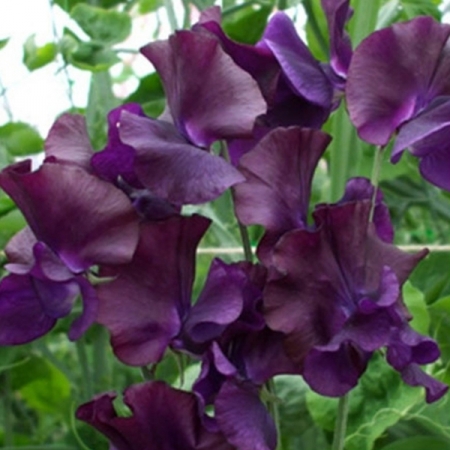SWEET PEA JUST JENNY