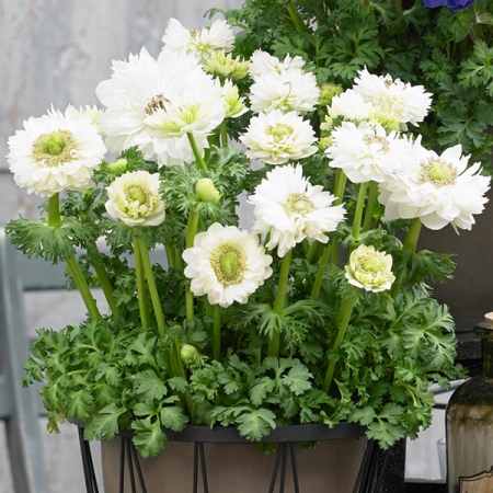 ANEMONE DOUBLE HARMONY WHITE