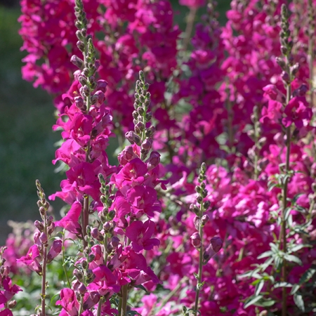 ANTIRRHINUM APOLLO PURPLE F1