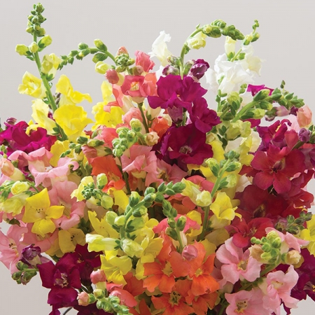 ANTIRRHINUM CHANTILLY MIXED F1