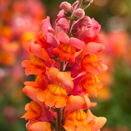 ANTIRRHINUM OVERTURE DEEP ORANGE F1