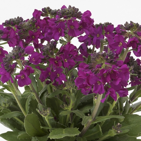 ARABIS BARRANCA DEEP ROSE