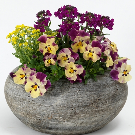 ARABIS BARRANCA SPRINGTIME COLLECTION